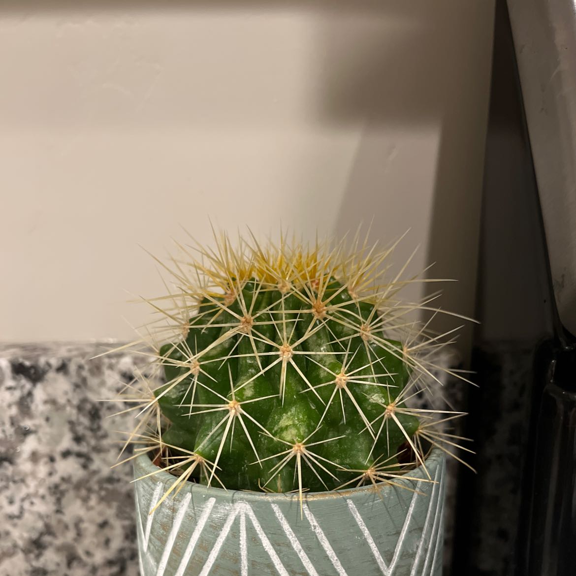 Photo of the plant species Golden Barrel Cactus by @PrimoPlanera named Frankie on Greg, the plant care app