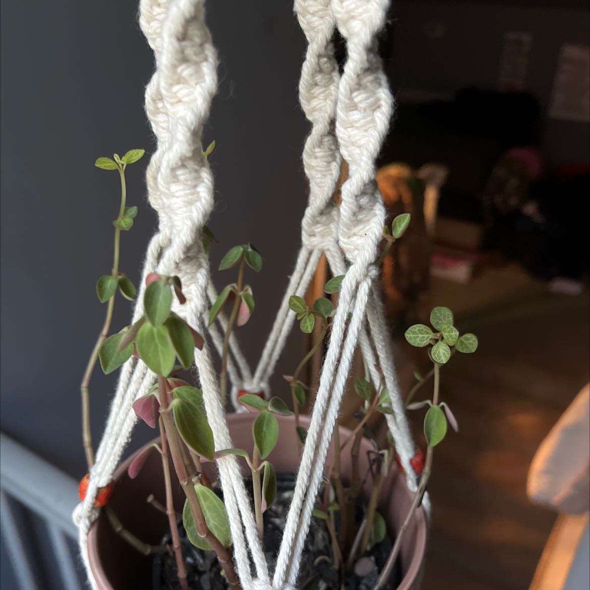 Photo of the plant species Peperomia verticillata 'Red Log' by @addyb named terra on Greg, the plant care app