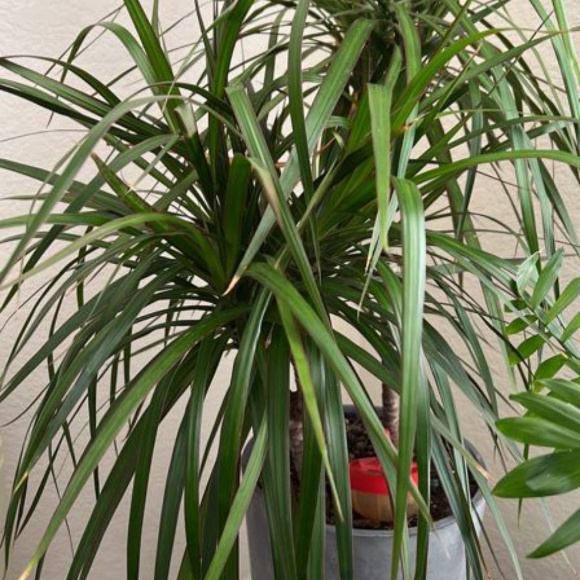 Photo of the plant species Madagascar Dragon Tree by @Vives named Dracaena reflexa var. angustifolia on Greg, the plant care app
