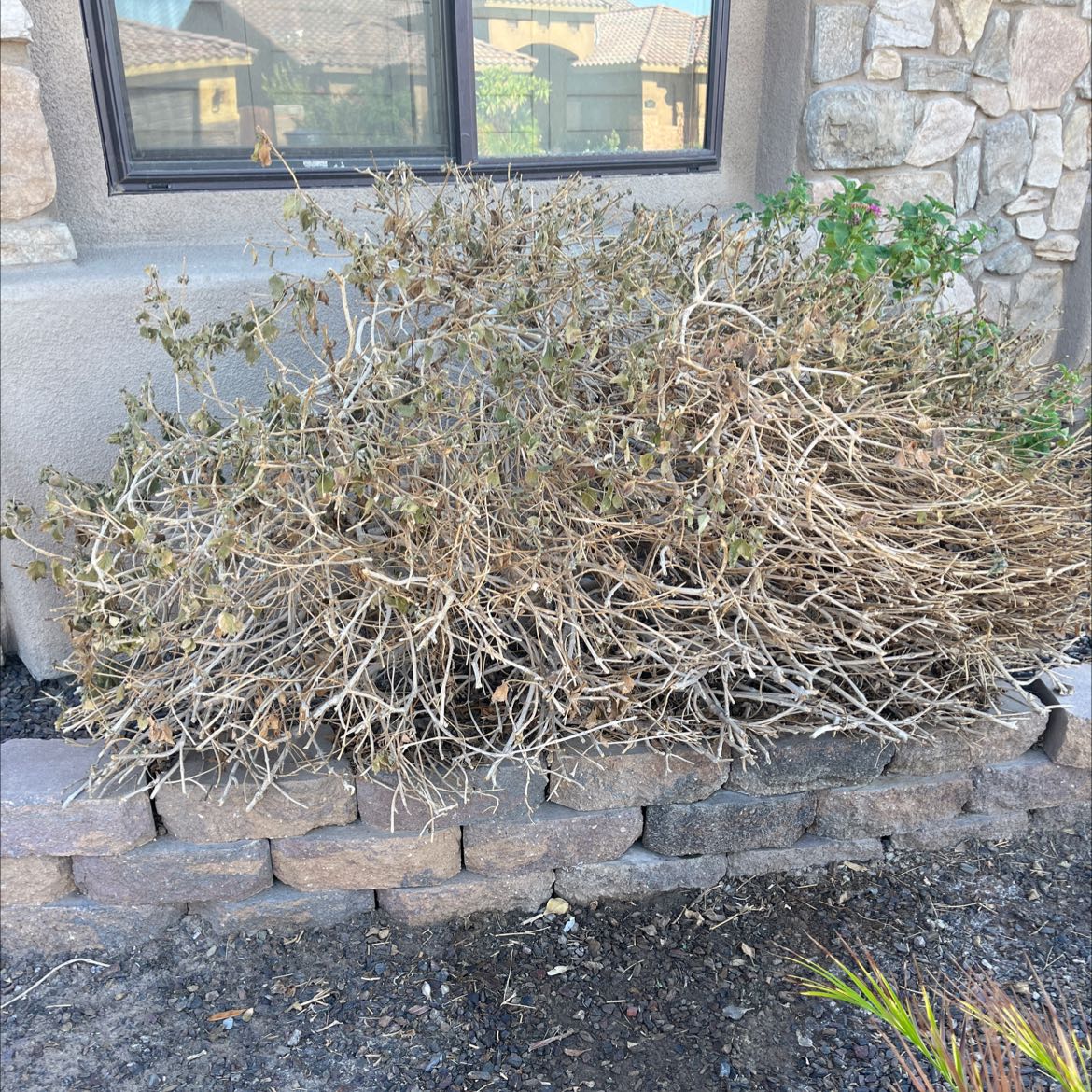 Photo of the plant species Irene Lantana by @GiftedRichweed named Your plant on Greg, the plant care app