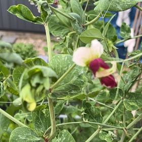 Photo of the plant species Peas by @SavantTaro named Rihanna on Greg, the plant care app