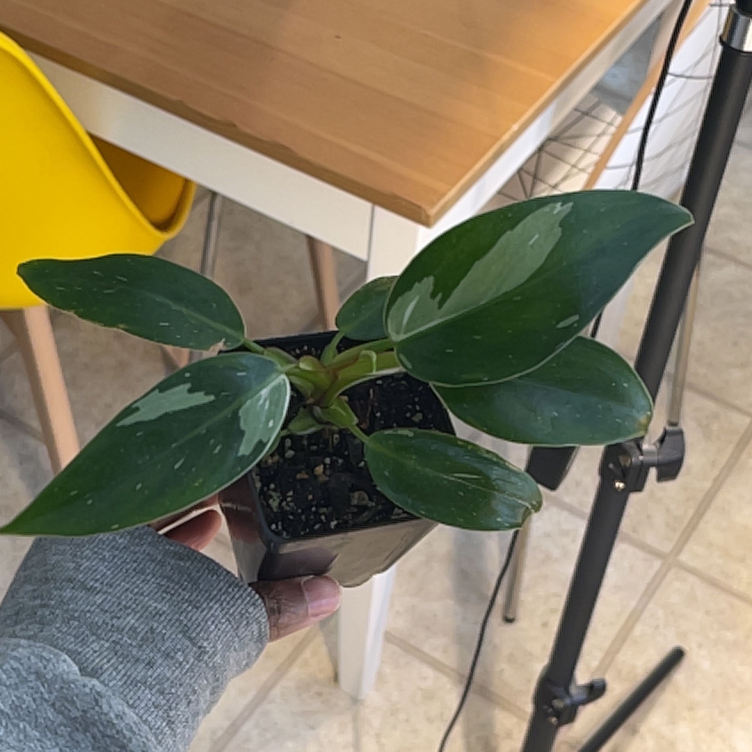 Philodendron 'White Princess' plant with healthy green leaves and white variegation.