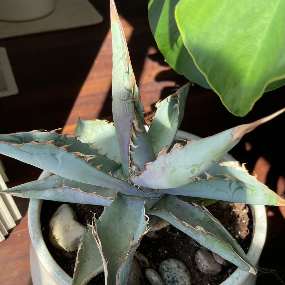 Agave plant in a pot with visible soil and rocks, appears healthy.