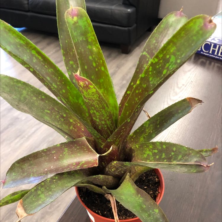Photo of the plant species Neoregelia 'Raphael' by @BeamingGutweed named Your plant on Greg, the plant care app