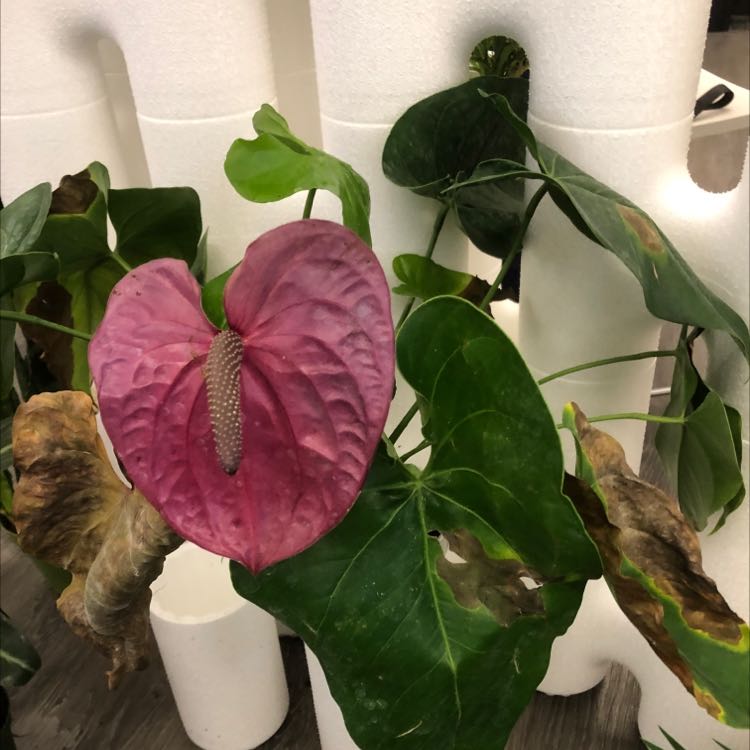 Anthurium 'Queen of Hearts' plant with pink spathe and some browning and yellowing leaves.