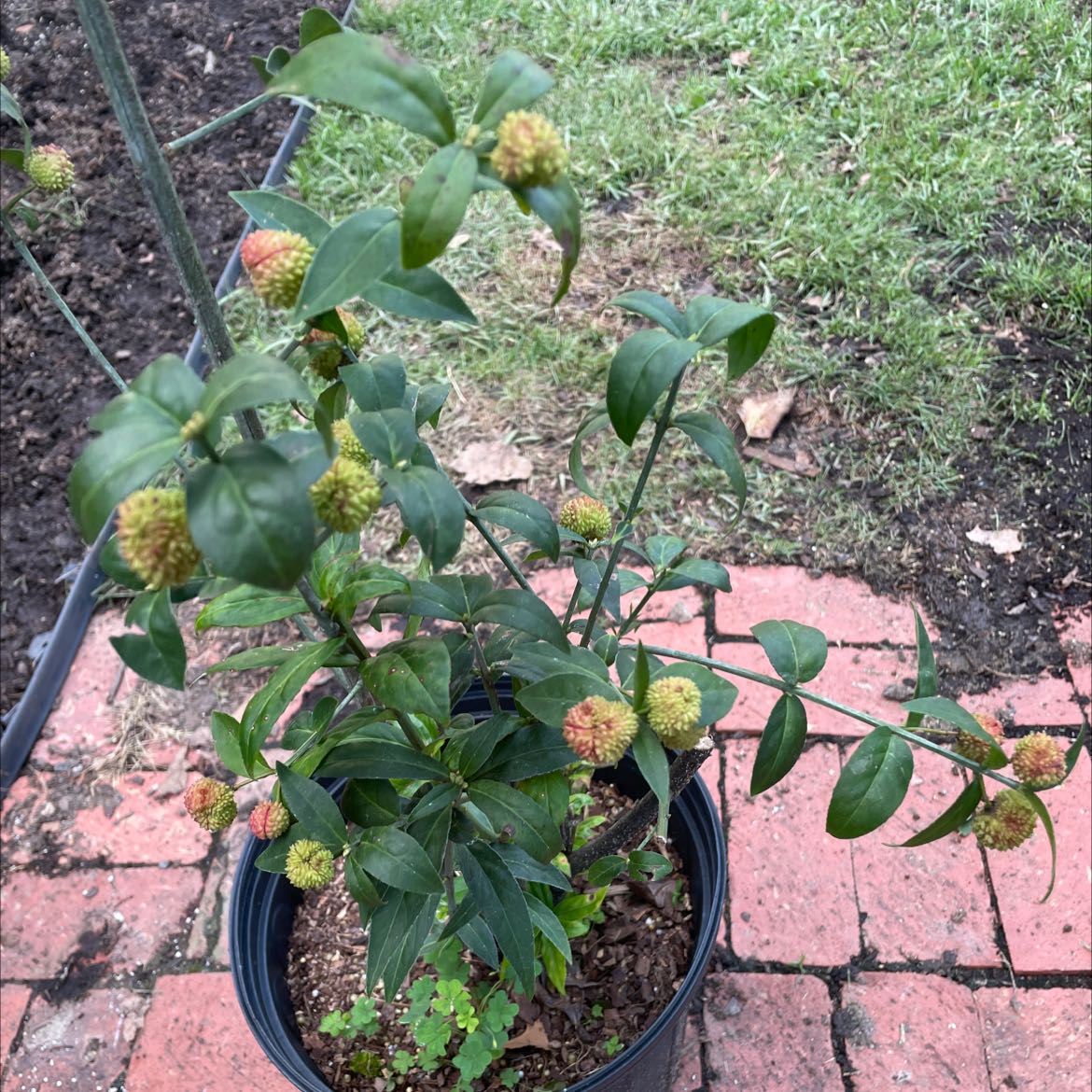 Plant care for Euonymus tsoi on Greg, the plant care app