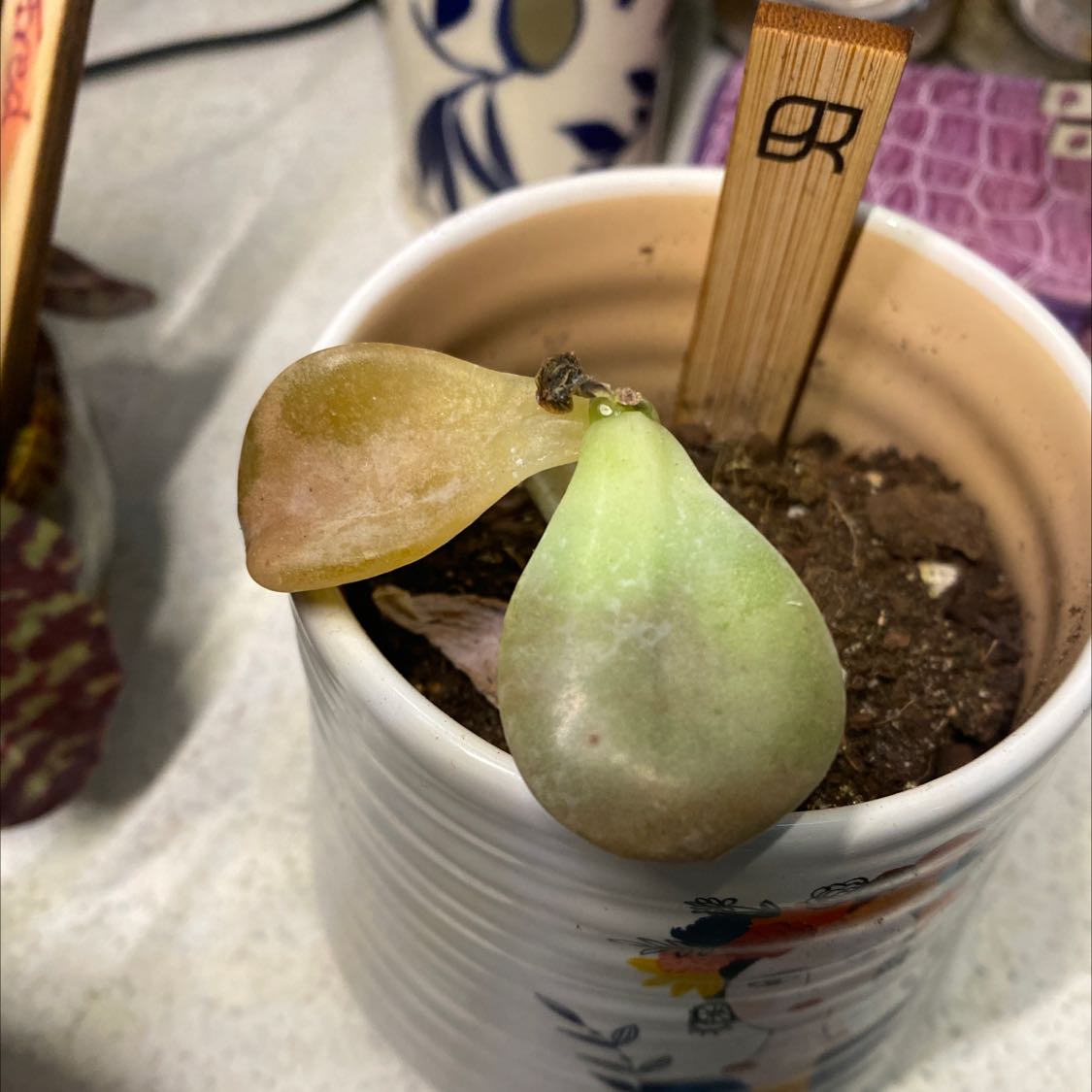 Graptopetalum 'Murasaki' plant in a pot with yellowing and browning leaves.
