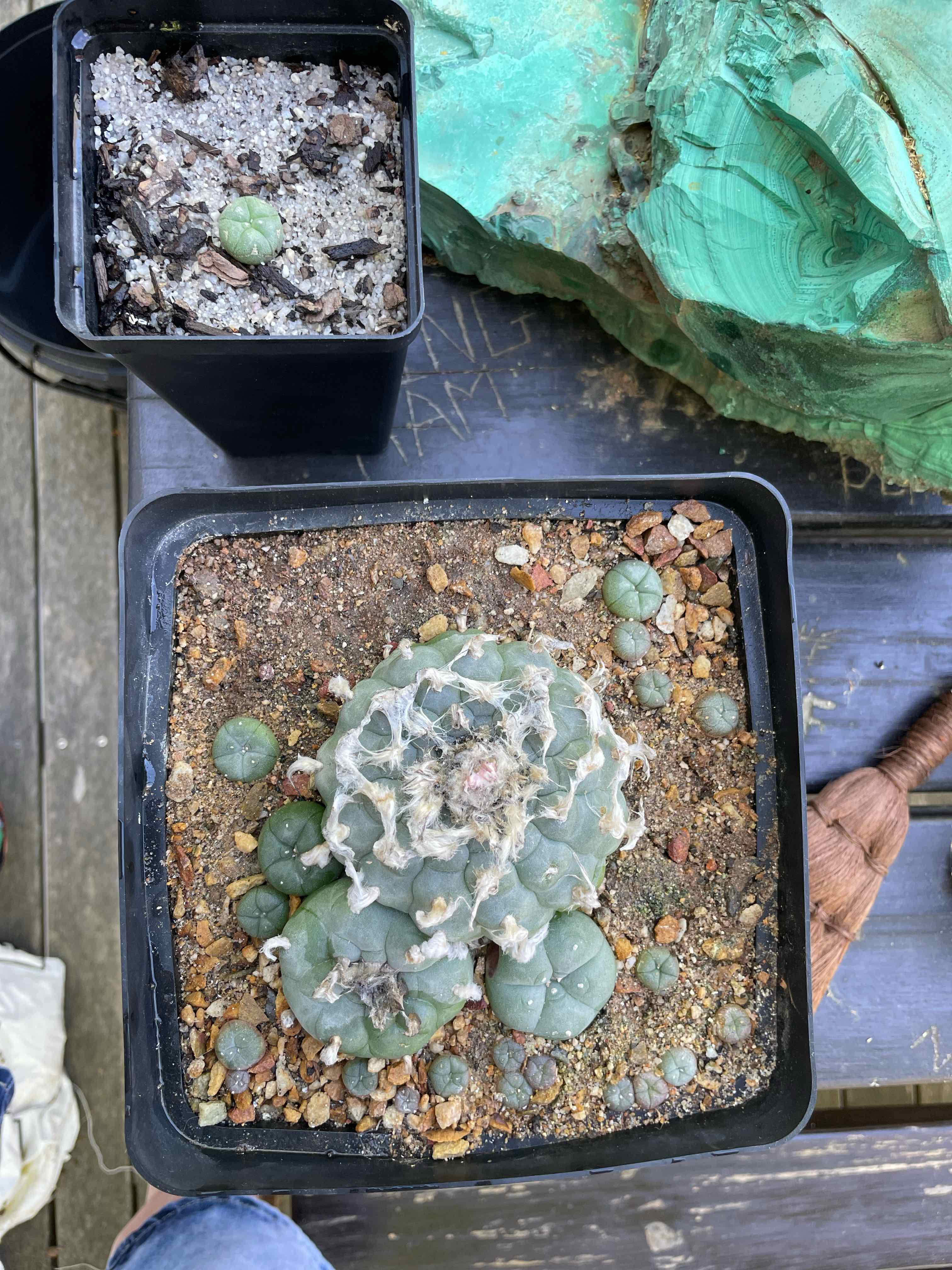 Two Peyote plants in separate pots, with visible soil and some discoloration on the larger plant.