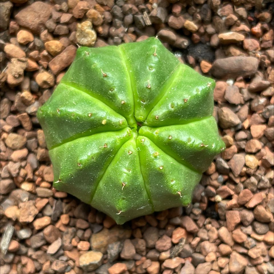 Photo of the plant species Melon Spurge by @TidyGreenThumb named Squash on Greg, the plant care app
