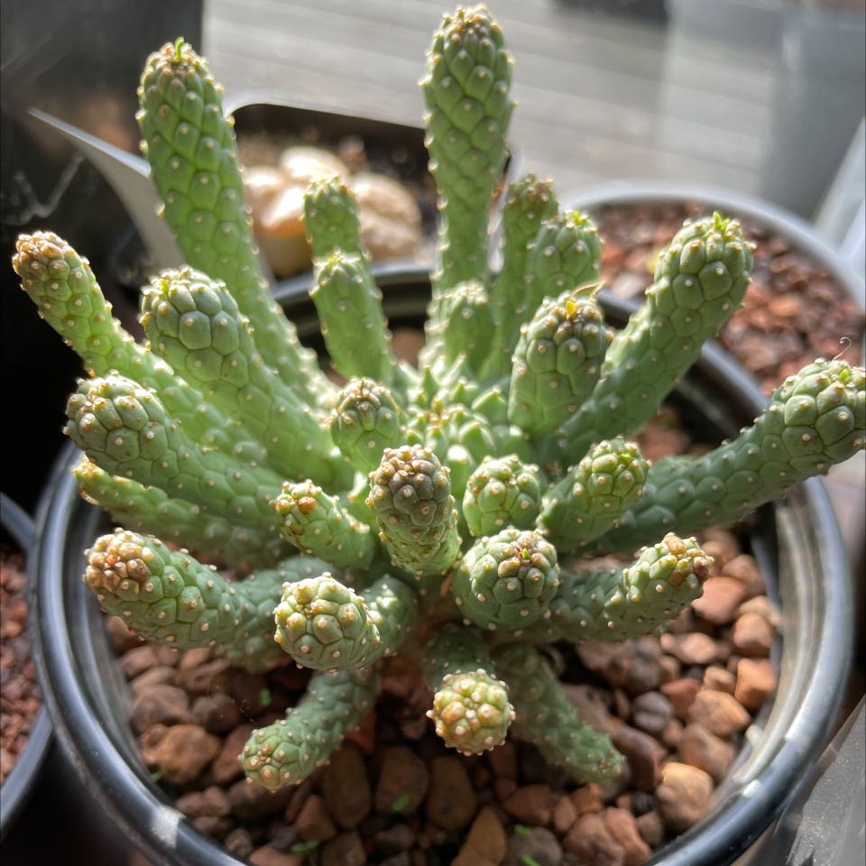 Photo of the plant species medusa cactus by @TidyGreenThumb named Medusa on Greg, the plant care app