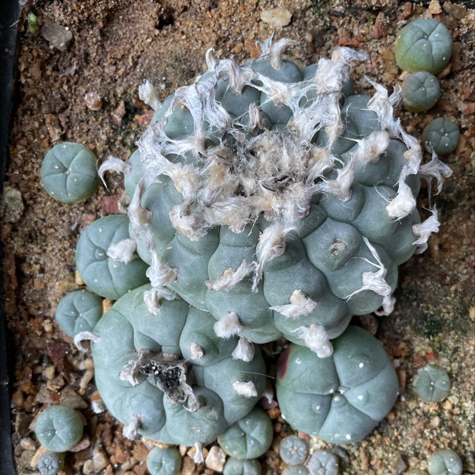 Cluster of Peyote cacti (Lophophora williamsii) with visible soil.