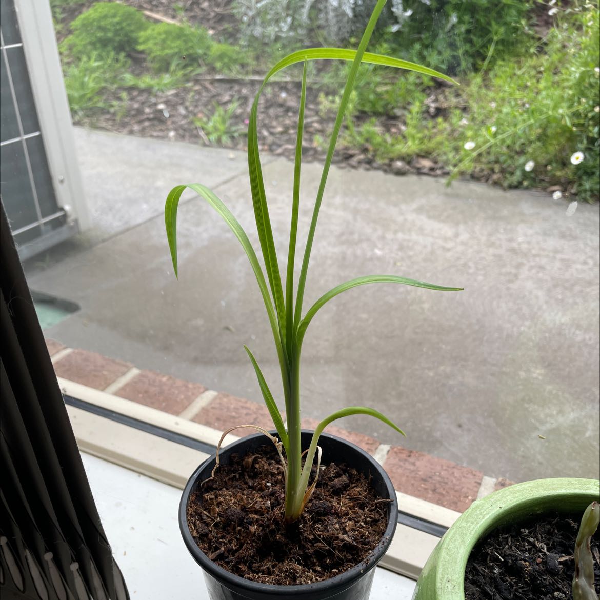 Photo of the plant species Small Daylily by @GuruDigitfern named Your plant on Greg, the plant care app