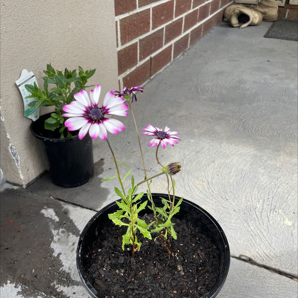 Potted Van Staden's river daisy with white and purple flowers, visible soil, and another plant in the background.