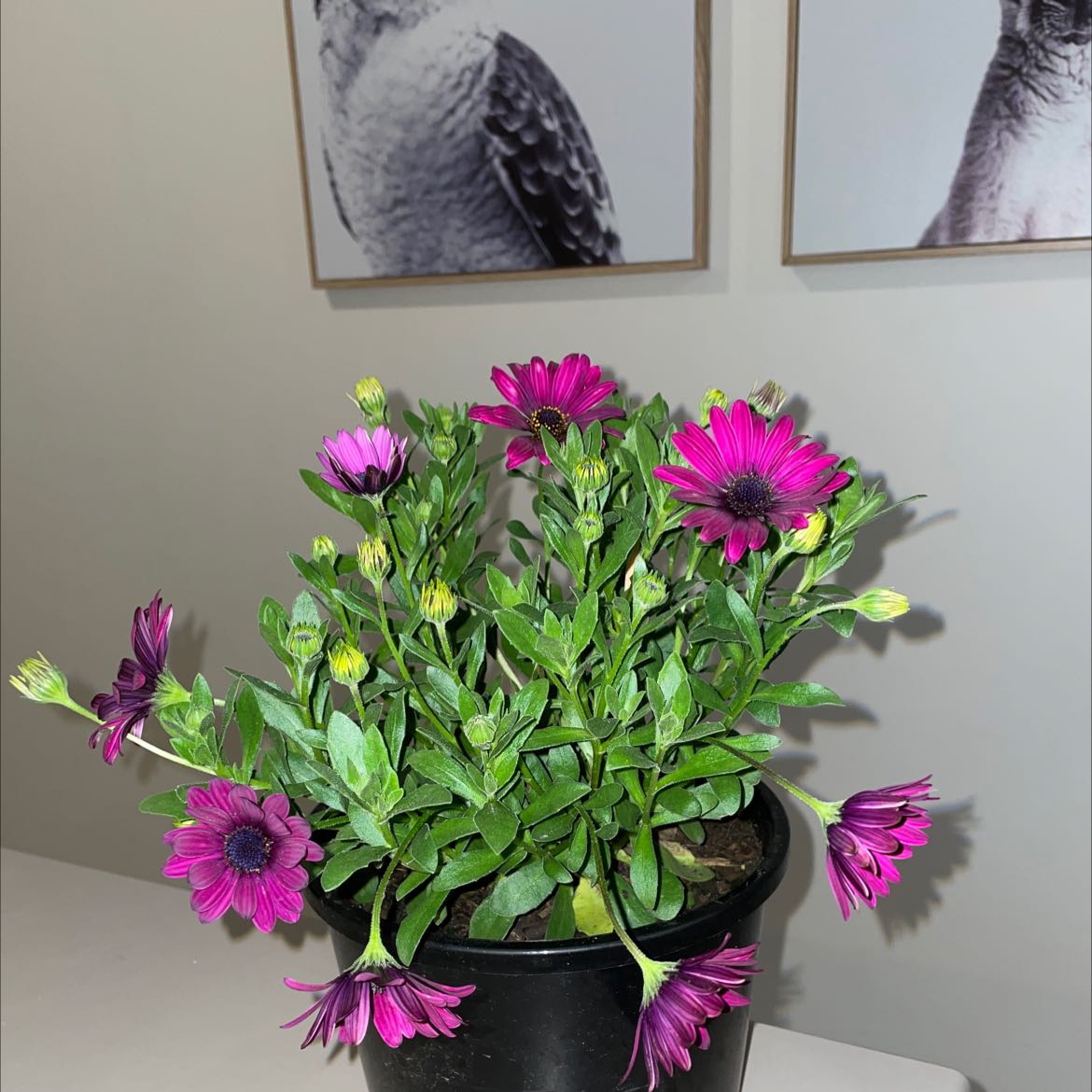 Potted Van Staden's river daisy with vibrant purple flowers, healthy foliage, and visible soil.