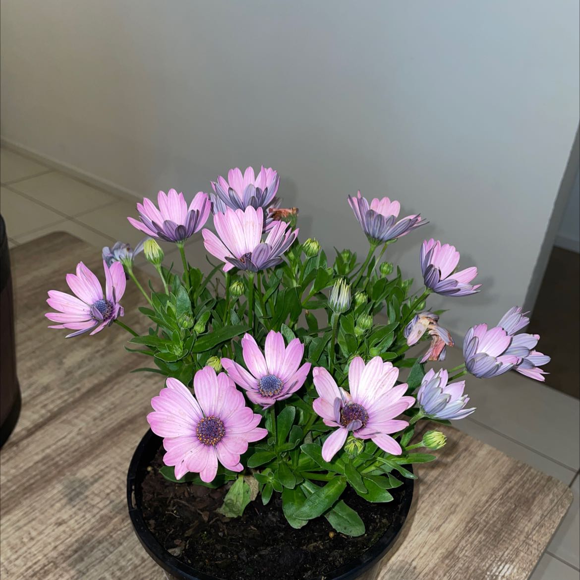 Potted Van Staden's river daisy with pink and purple flowers, healthy green foliage.