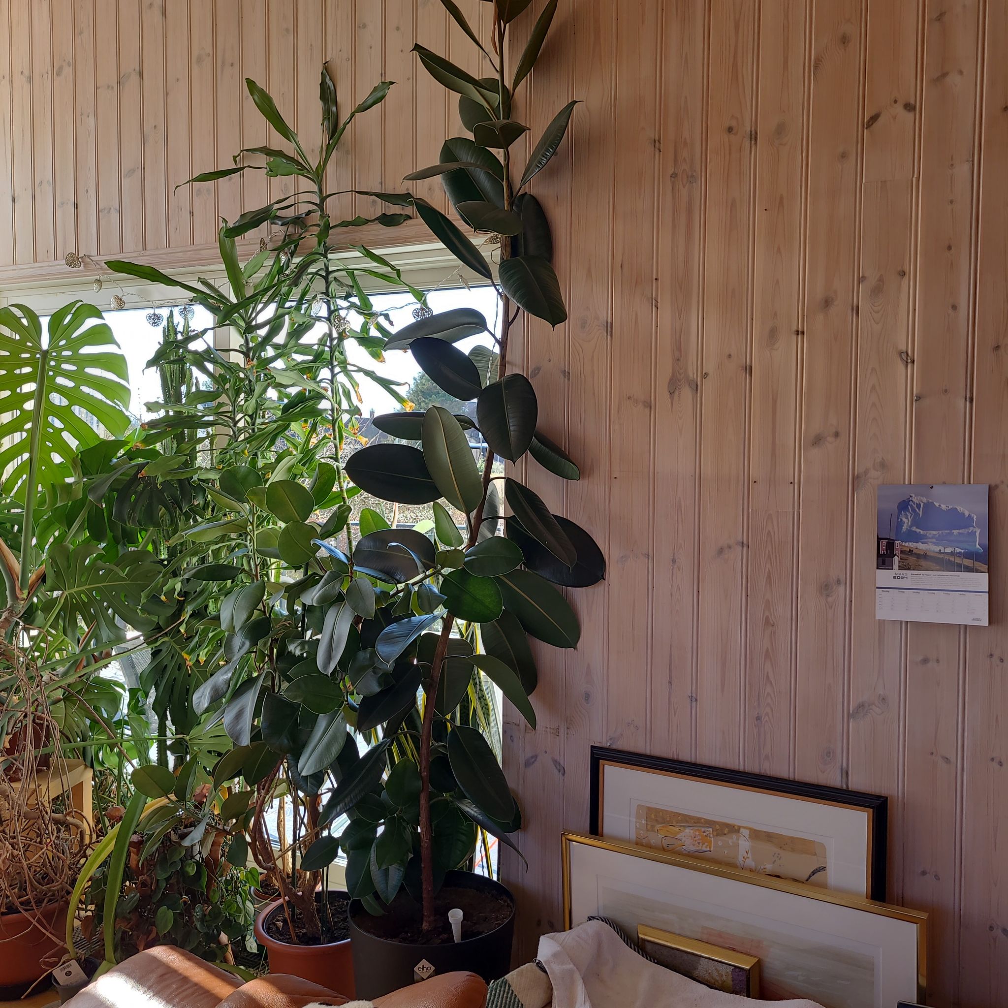 Photo of the plant species Rubber Plant 'Abidjan' by @hildesg named Abidjan on Greg, the plant care app