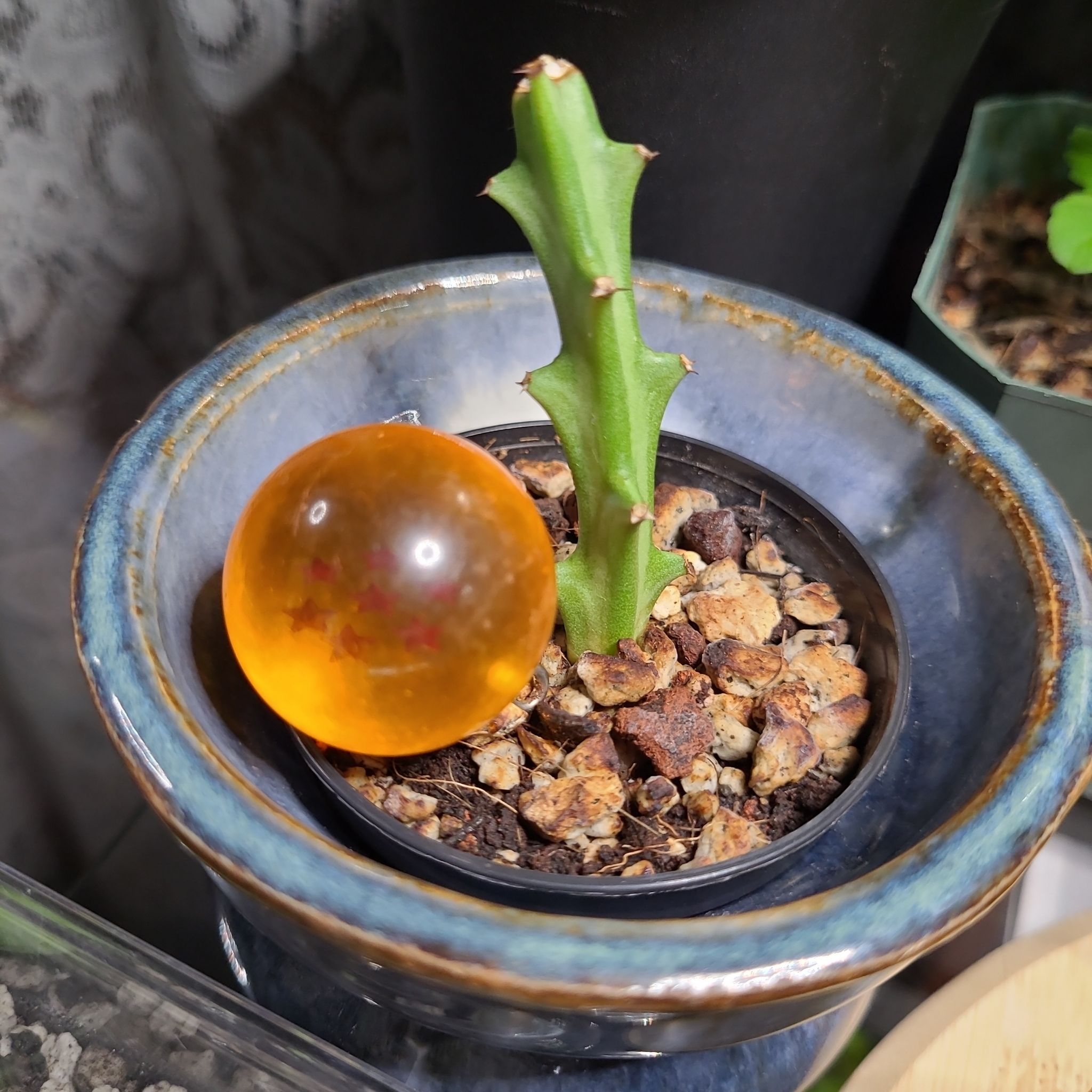 Photo of the plant species Striped Green Spurge by @CalciferTheWise named Wall-E on Greg, the plant care app