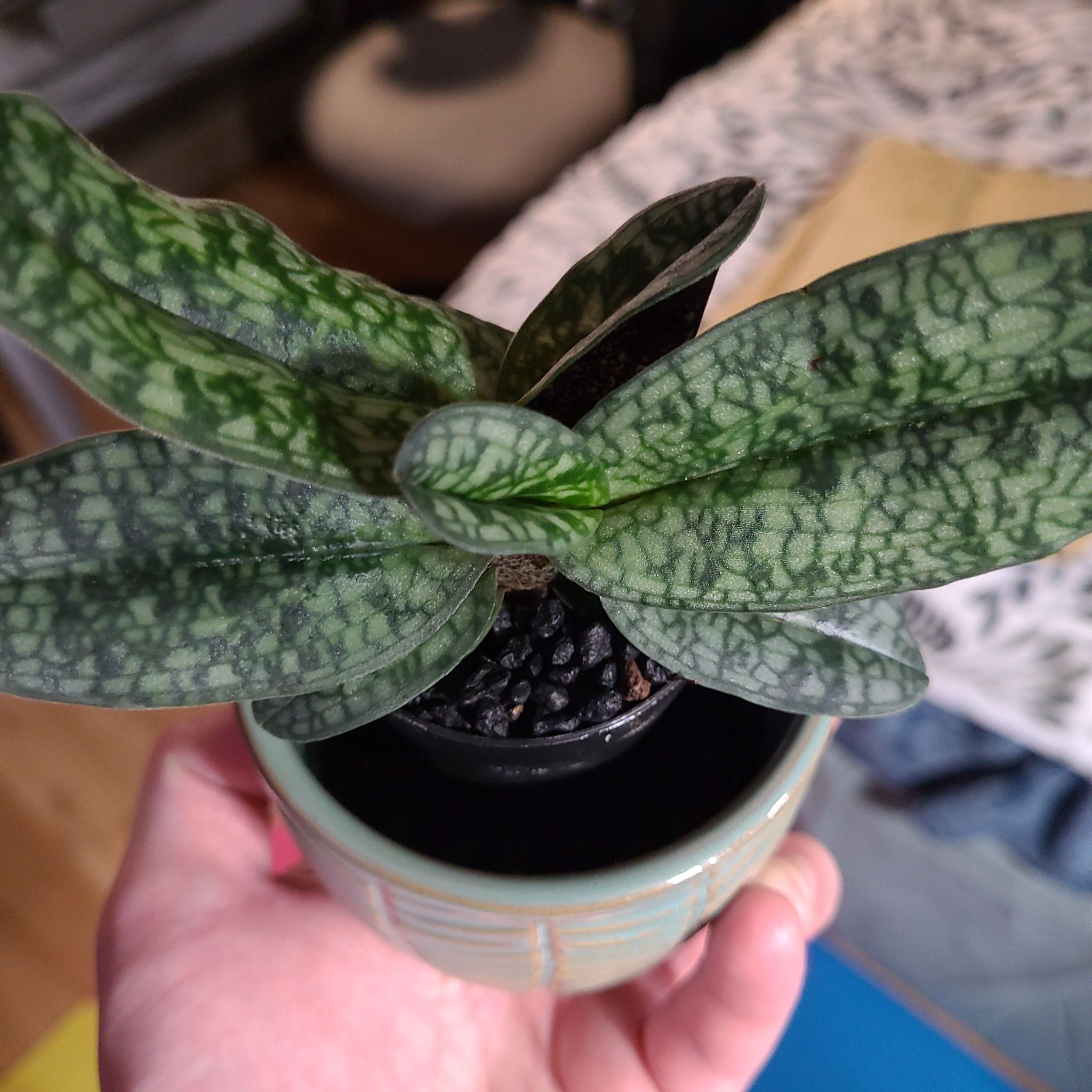 Photo of the plant species Paphiopedilum venustum by @CalciferTheWise named Lola on Greg, the plant care app