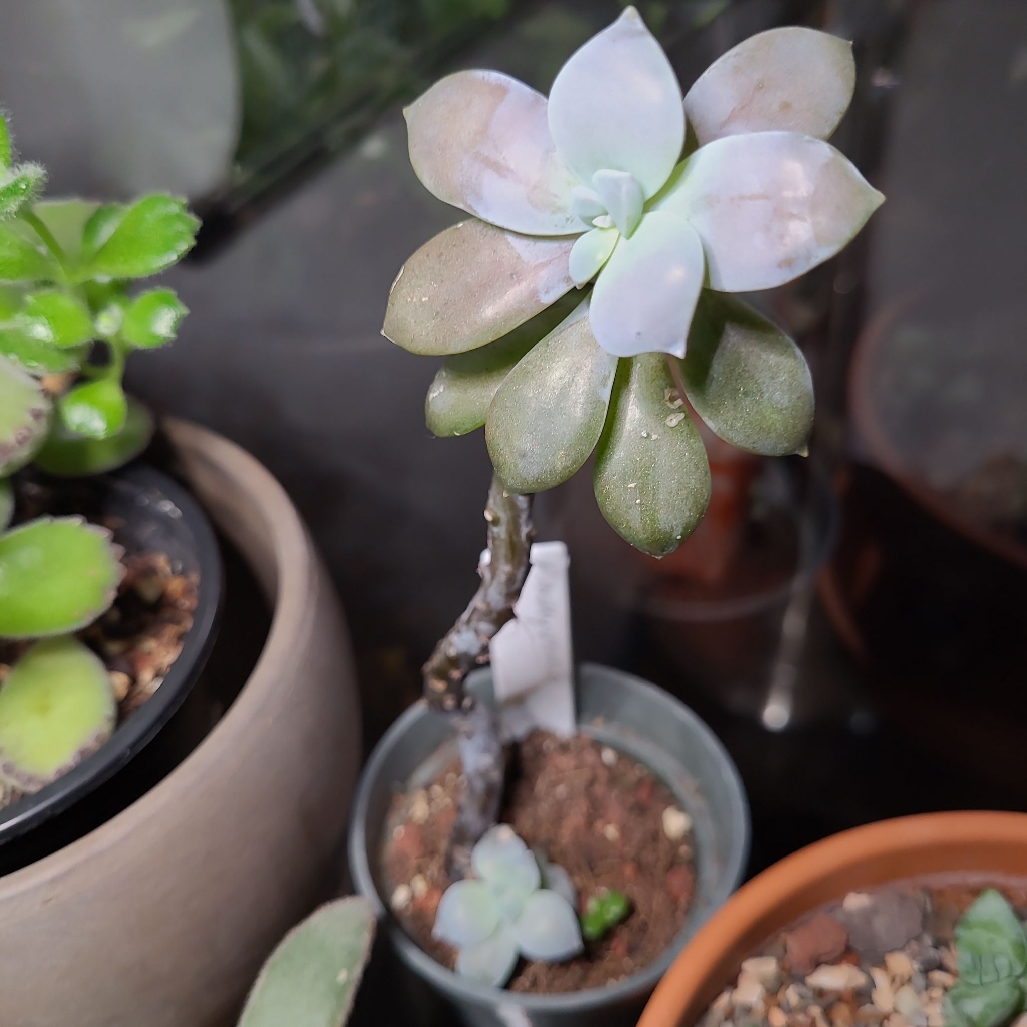 Pachyveria 'Powder Puff' plant with some browning leaves in a small pot with visible soil.