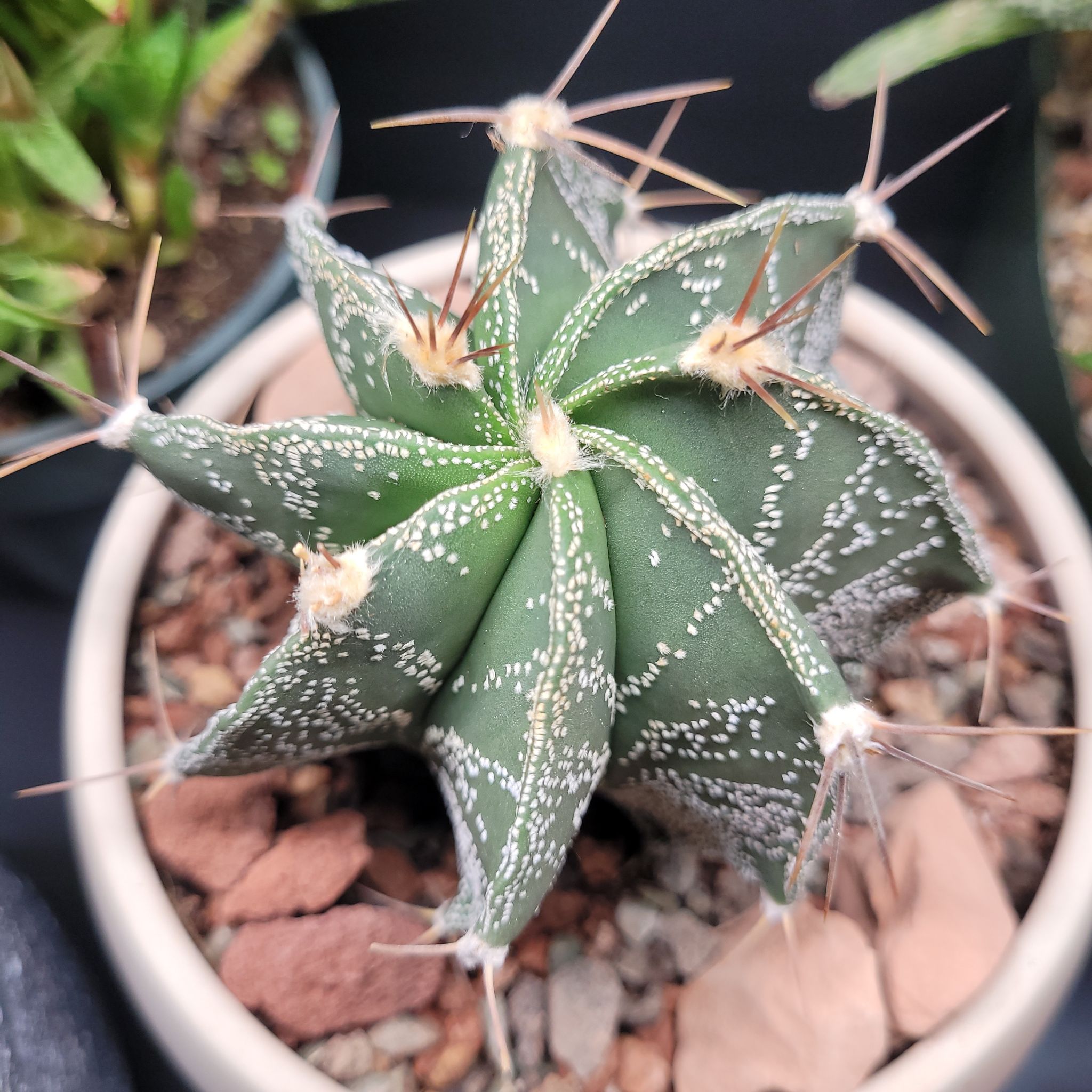 Photo of the plant species Star Plant by @CalciferTheWise named Aria on Greg, the plant care app