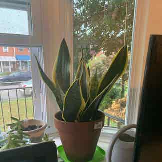 Snake Plant plant in Essex, Maryland