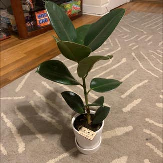 Rubber Plant plant in Essex, Maryland