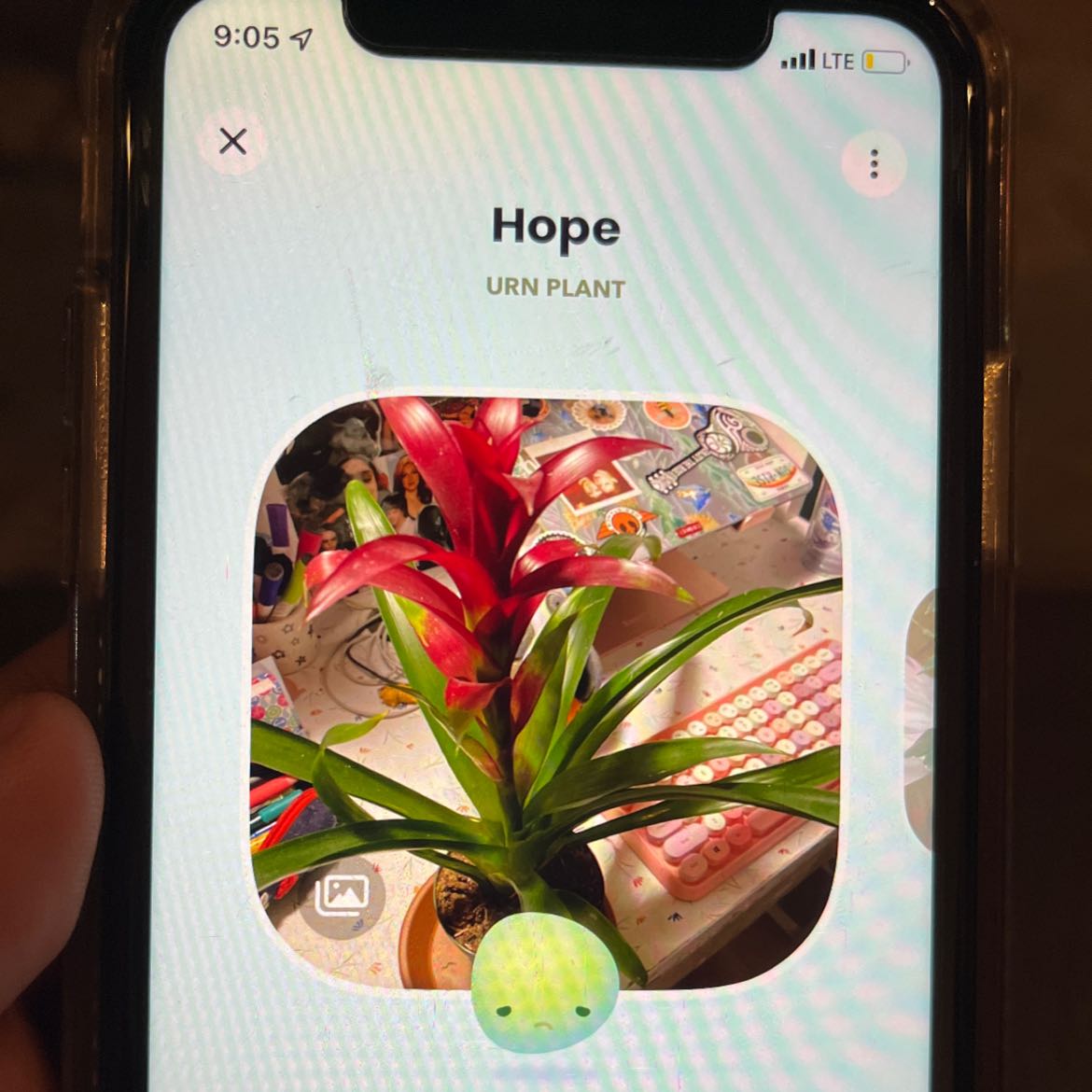 Photo of the plant species Aechmea fasciata 'Primera' by @SubstantQuince named Bromeliad on Greg, the plant care app