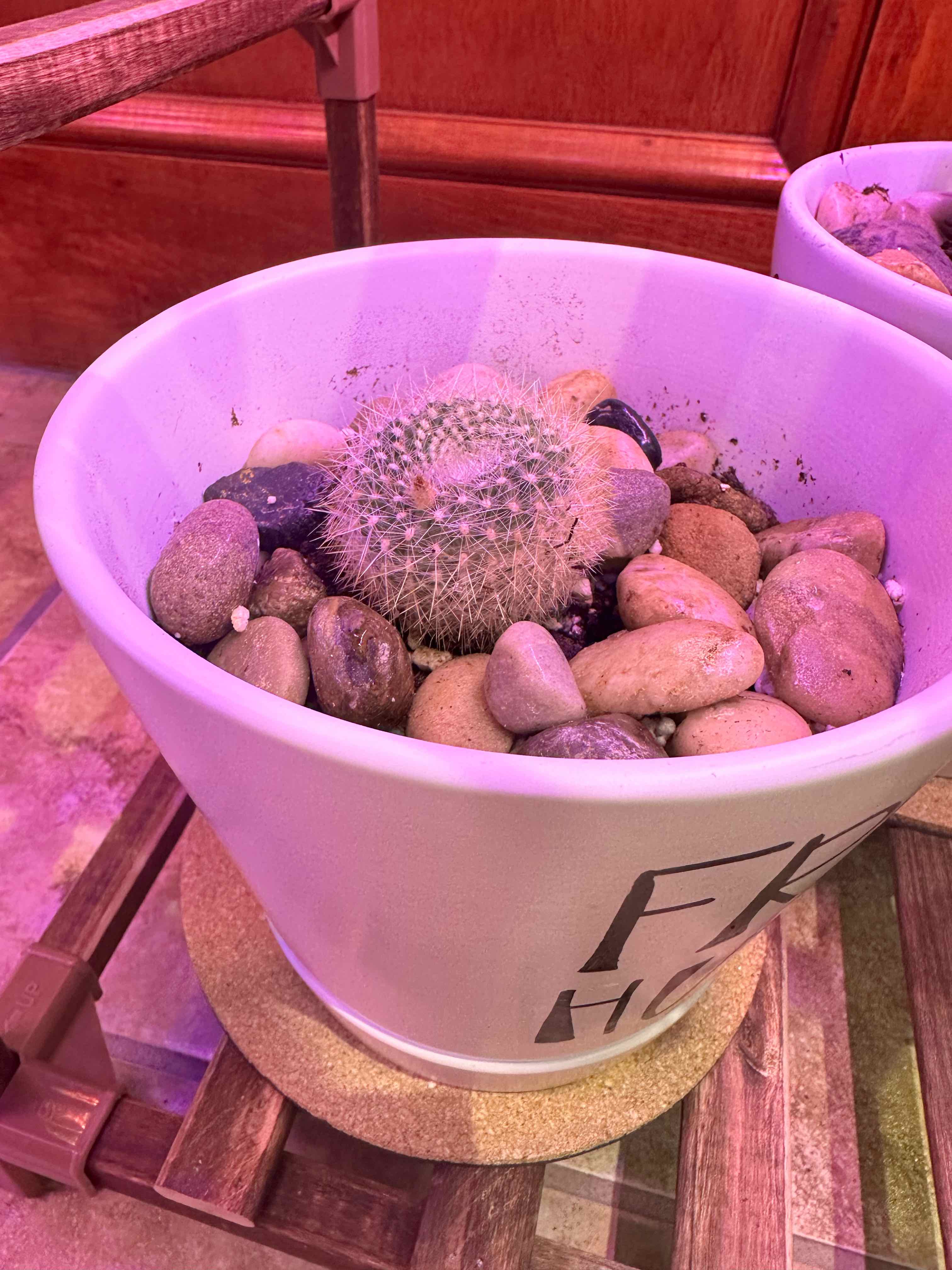 A healthy Mammillaria Formosa cactus in a white pot filled with rocks.