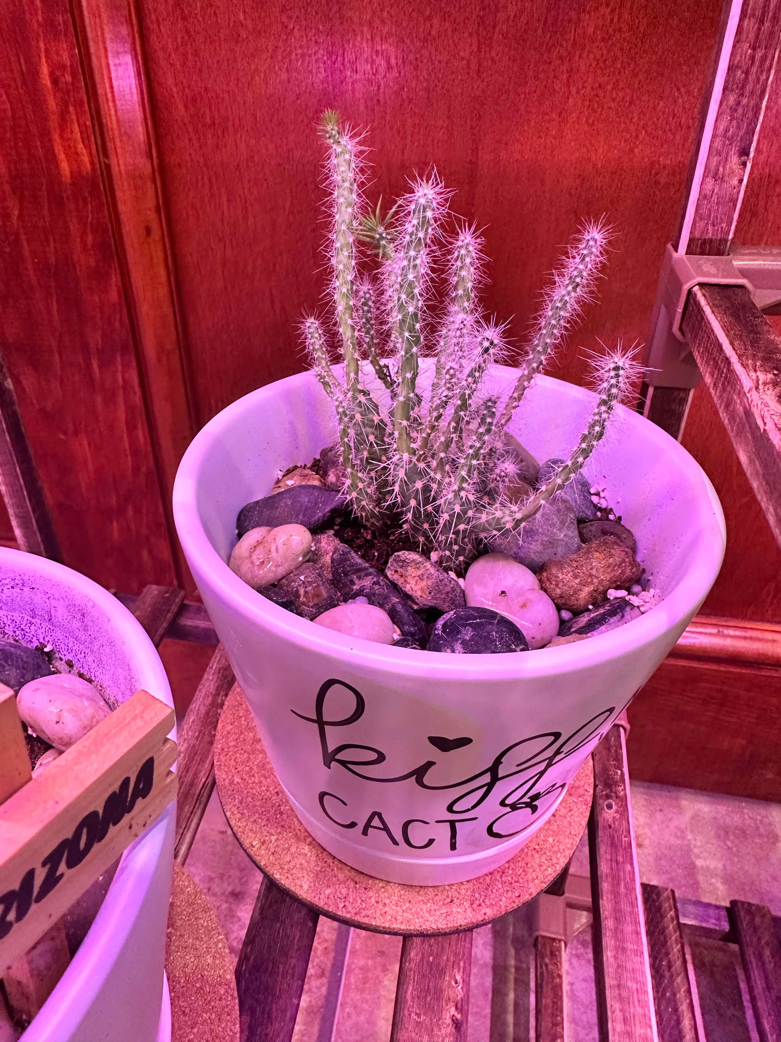 Cane Cholla plant in a white pot with decorative rocks, appears healthy.