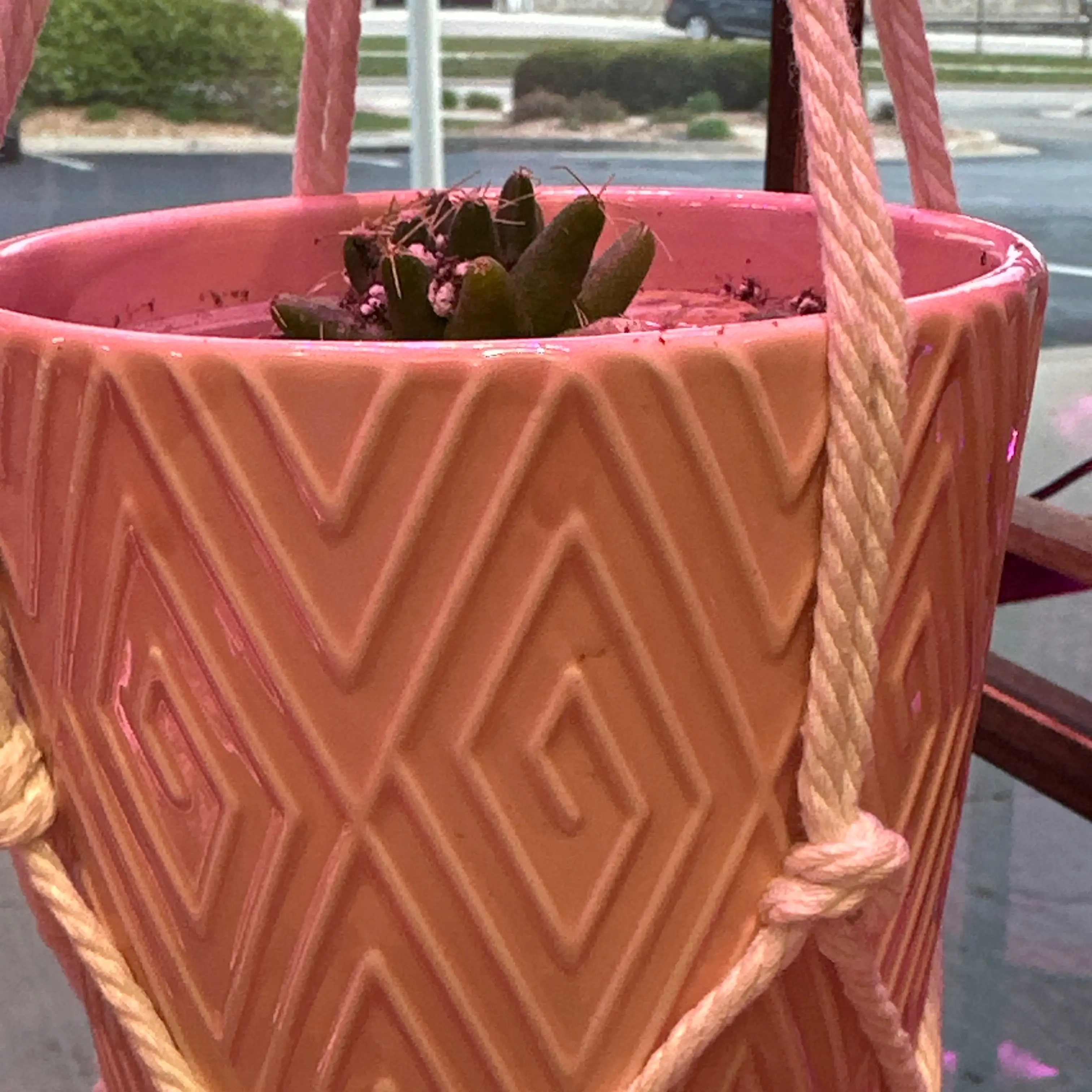 Photo of the plant species Finger Cactus by @YeveVaccaria named Leonardo on Greg, the plant care app
