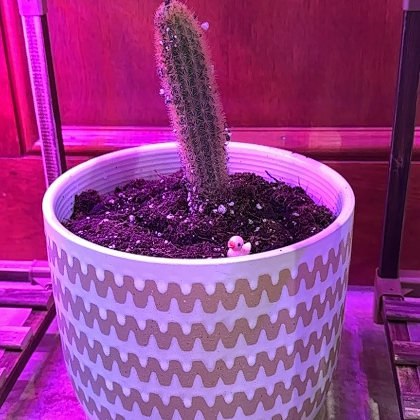 Potted Golden Rat Tail cactus in a decorative pot with visible soil.