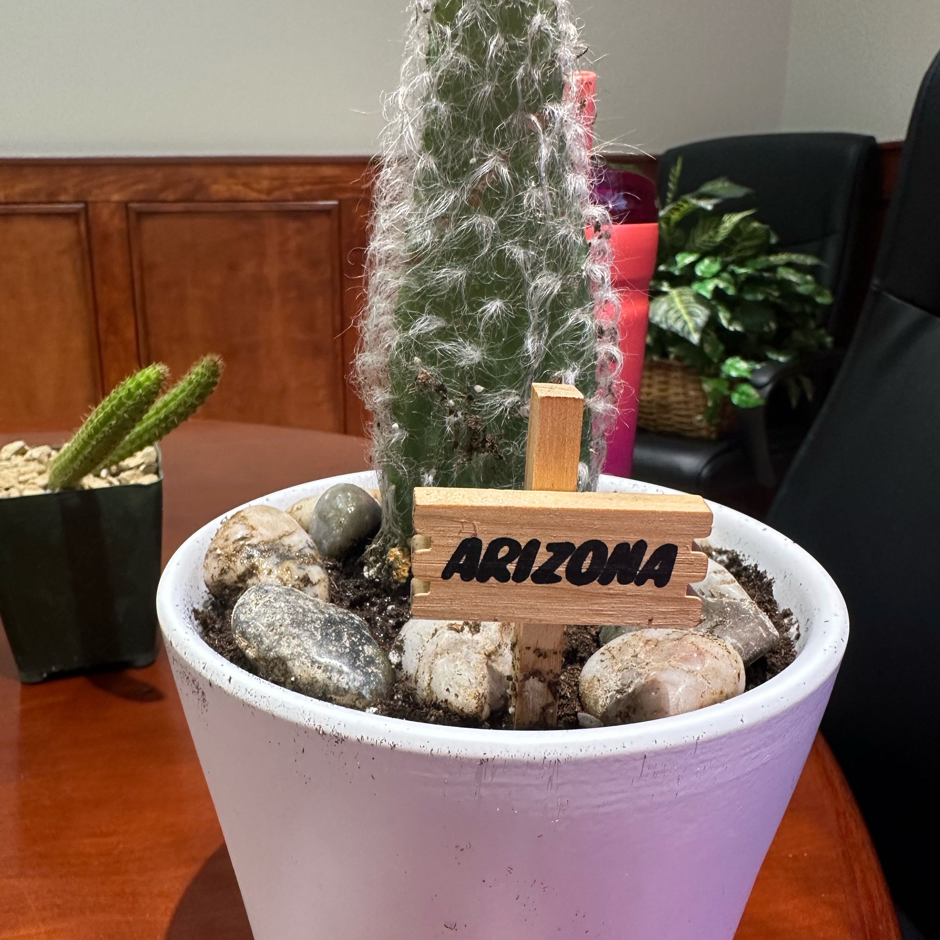Potted Snow Prickly Pear cactus with 'Arizona' sign, healthy appearance.