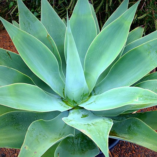 Photo of the plant species Lion's Tail Agave by @BlazingMudpuppy named Miley on Greg, the plant care app
