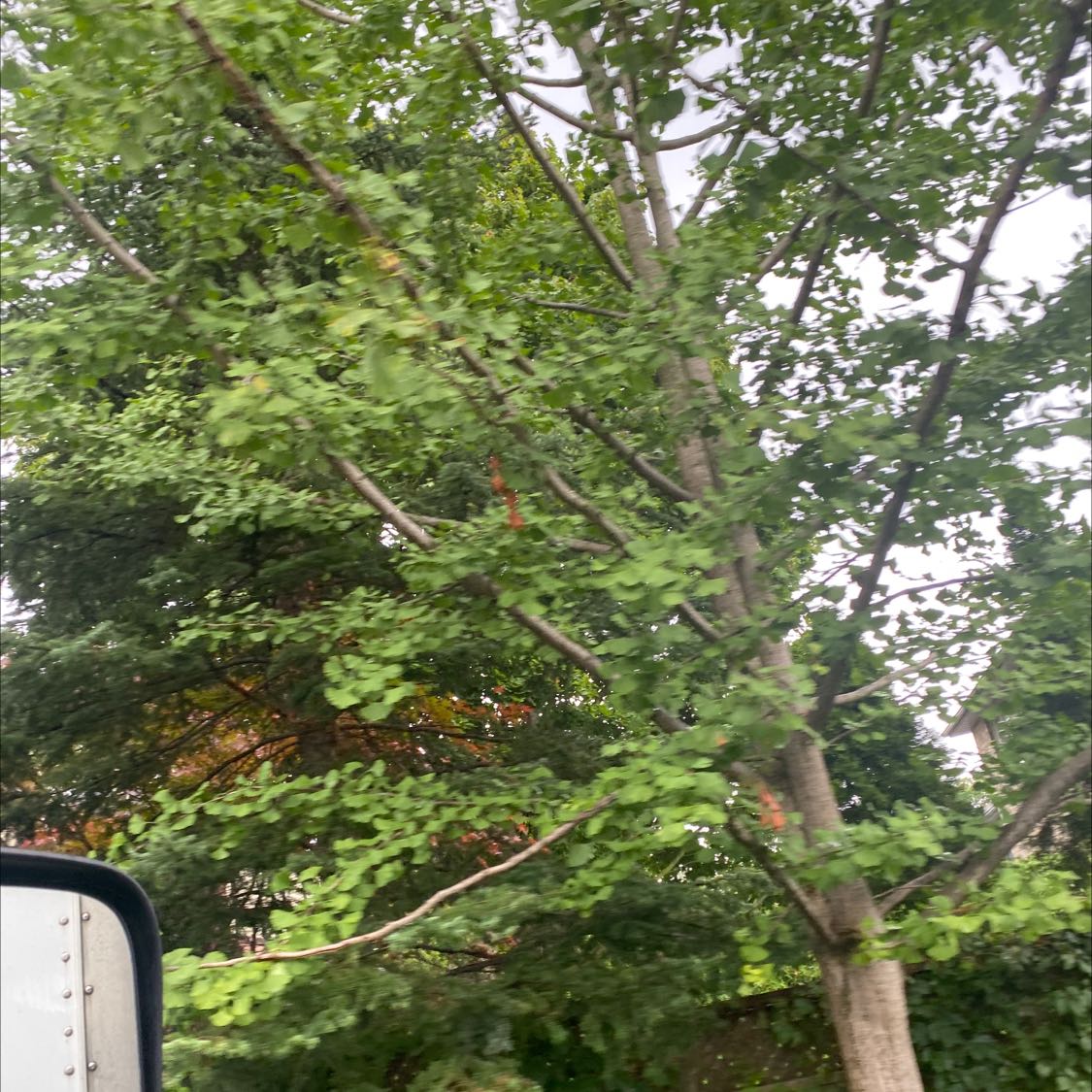 Photo of the plant species Common Aspen by @EmpoweredPurei named Tree on Greg, the plant care app