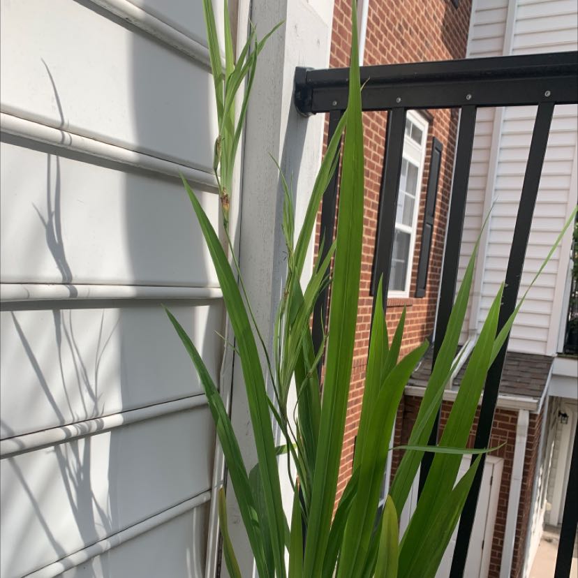 Photo of the plant species Blue Iris by @SportingShyleaf named Iris on Greg, the plant care app