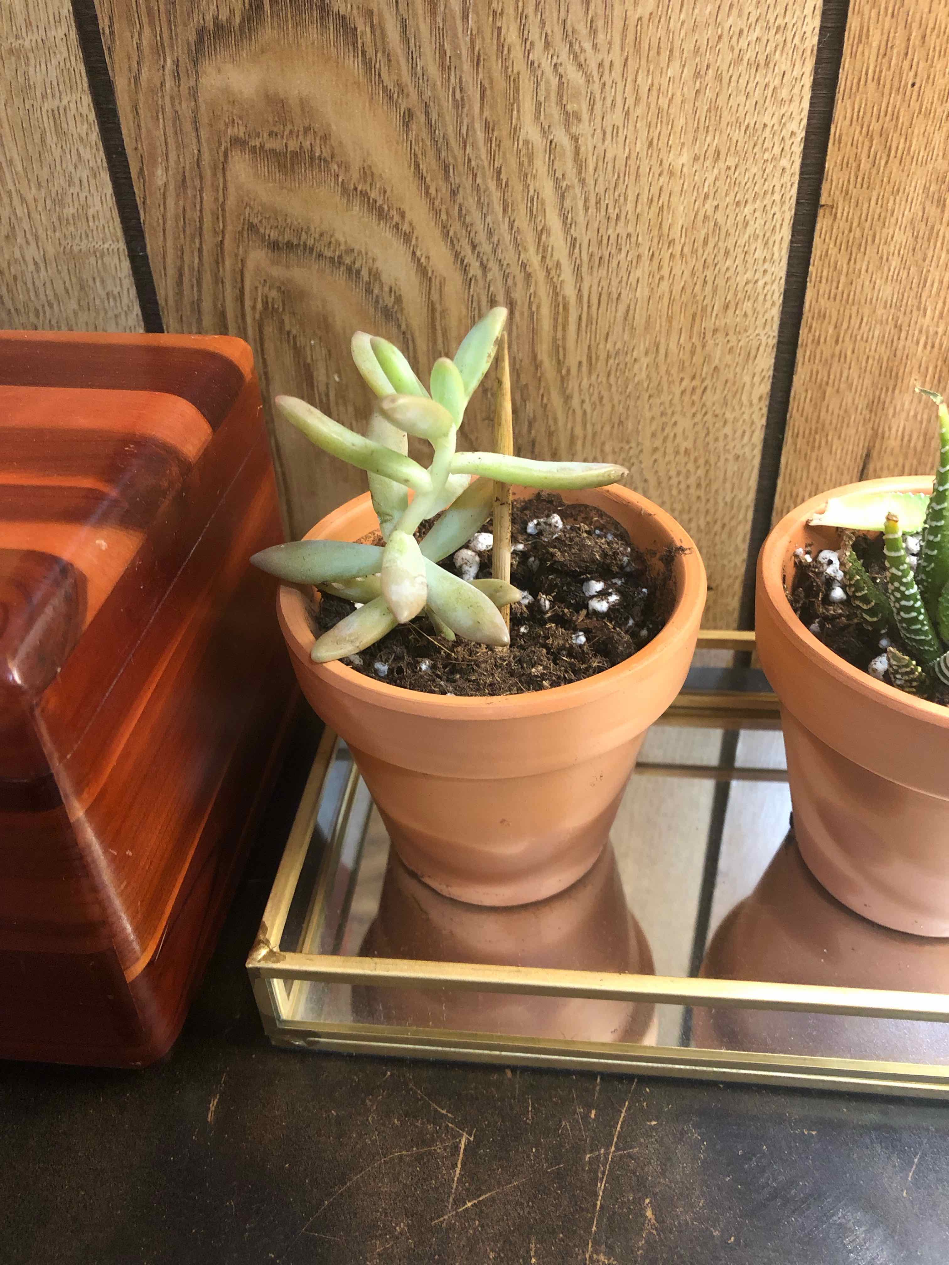 Potted Graptosedum 'Francesco Baldi' succulent with some yellowing leaves on a reflective surface.