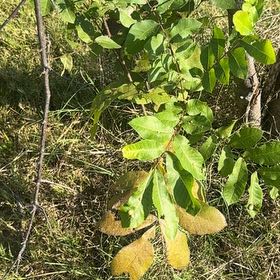 Photo of the plant species Cyprus Turpentine by @DandyCacto named Remington on Greg, the plant care app