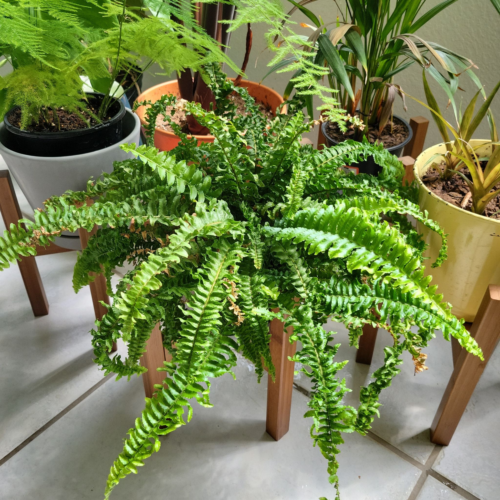Western Swordfern in a pot, surrounded by other potted plants. Some fronds show browning.