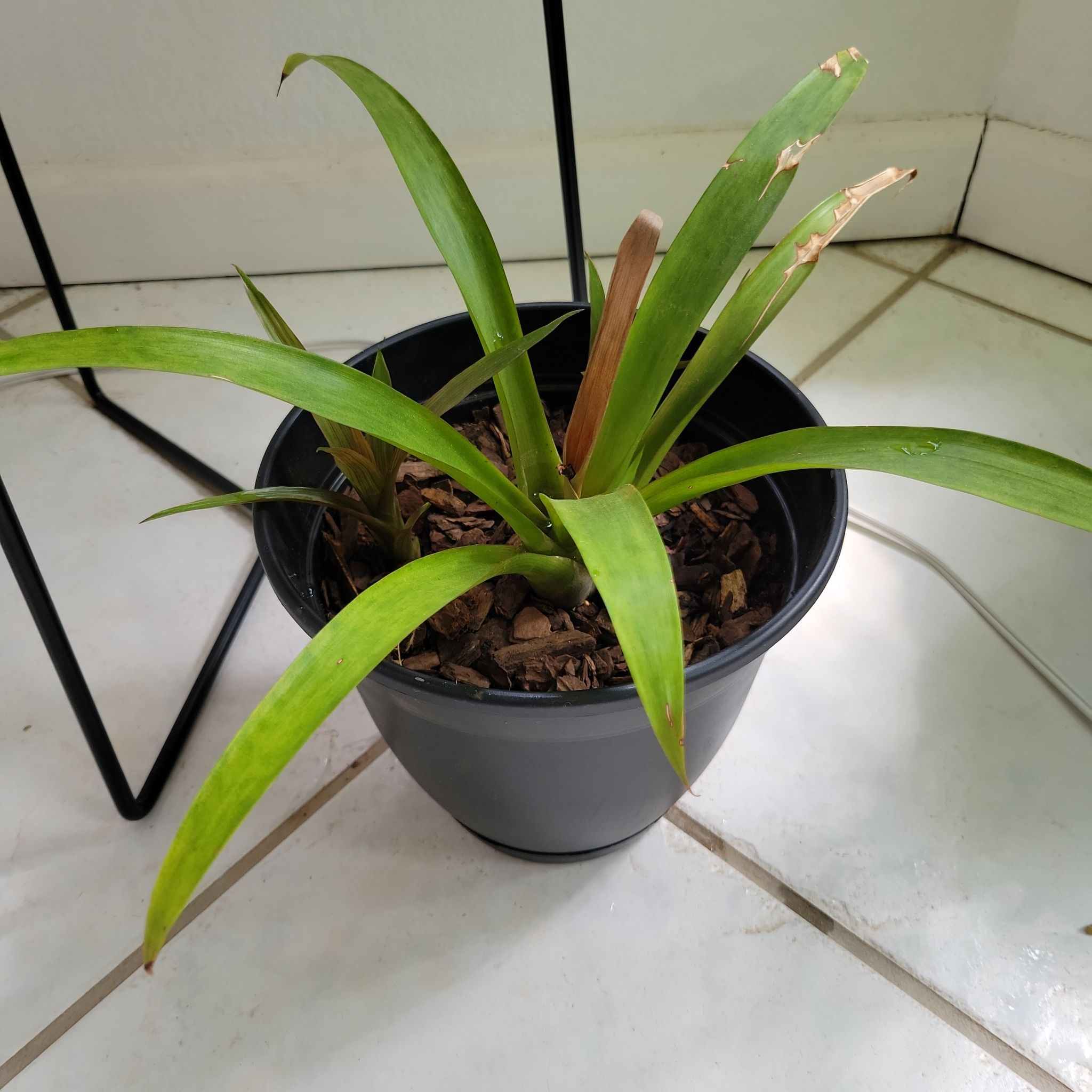 Photo of the plant species Aechmea fasciata 'Primera' by @ClementPlumtree named Spike Leaves on Greg, the plant care app