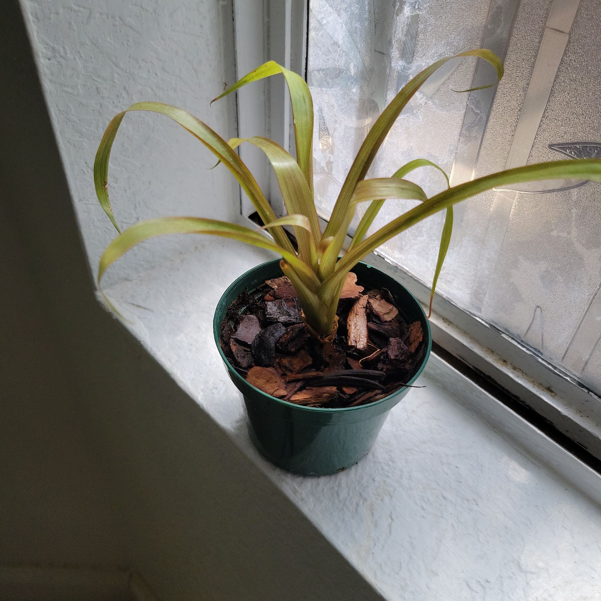 Photo of the plant species Aechmea fasciata 'Primera' by @ClementPlumtree named Spike Leaves Jr on Greg, the plant care app