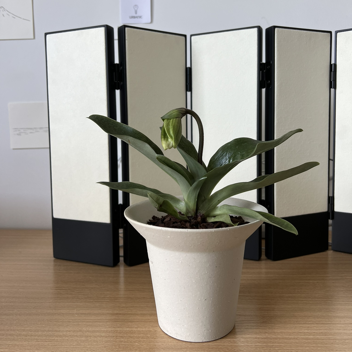 Photo of the plant species Venus Slipper by @StudiousSalal named Neville on Greg, the plant care app