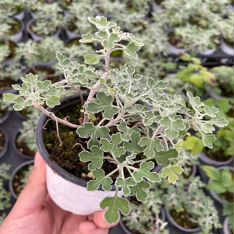 Potted Chrysanthemum plant with green leaves and white edges, held by a hand.