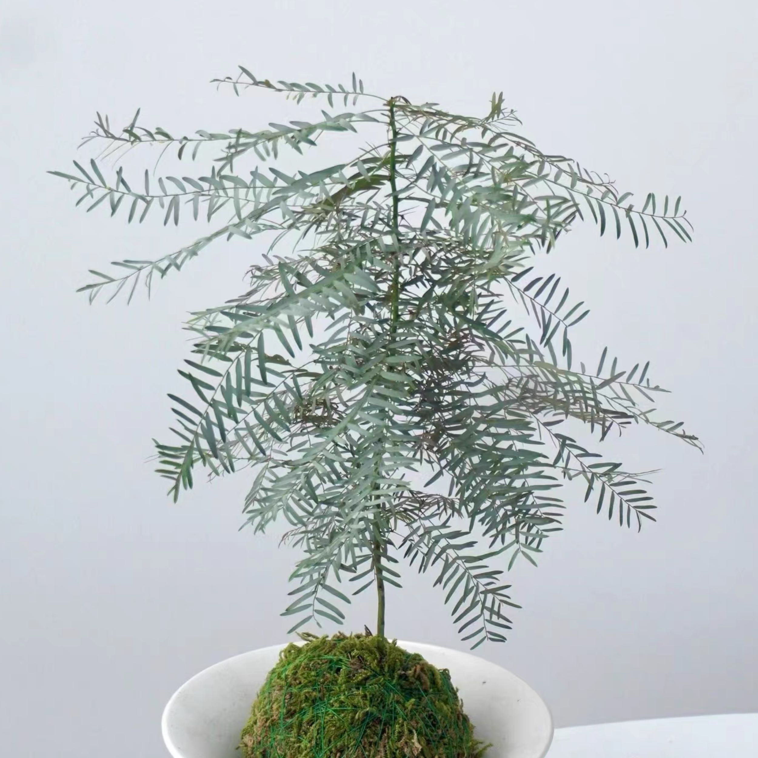 Photo of the plant species Gale of the wind by @StudiousSalal named Luna on Greg, the plant care app