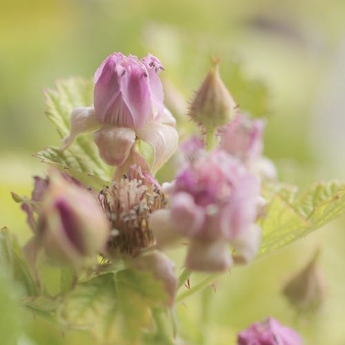 Photo of the plant species Thimbleberry by @StudiousSalal named Honeydukes on Greg, the plant care app
