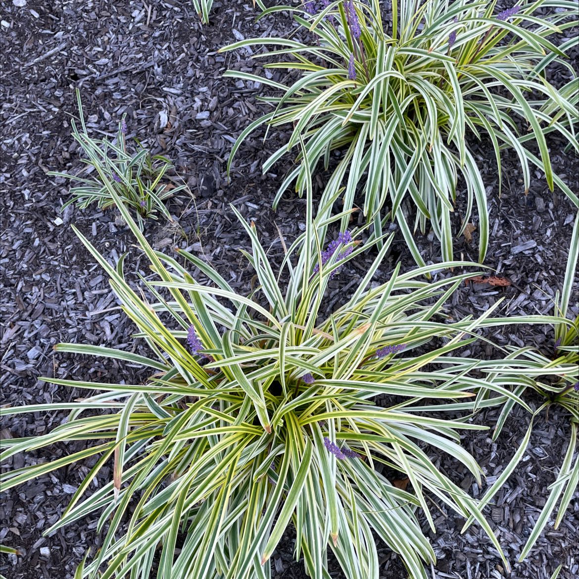 Big Blue Lilyturf with variegated leaves and small purple flowers, well-mulched soil.