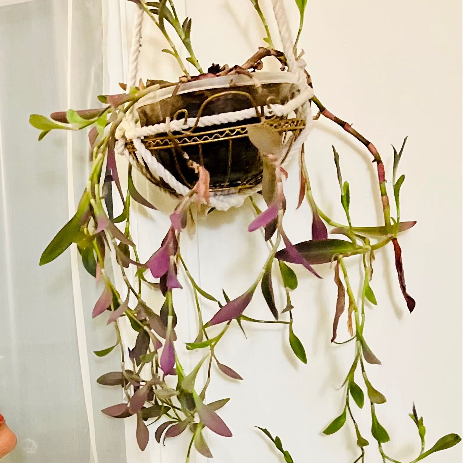 Photo of the plant species Purple Heart by @annmaria2014 named Your plant on Greg, the plant care app