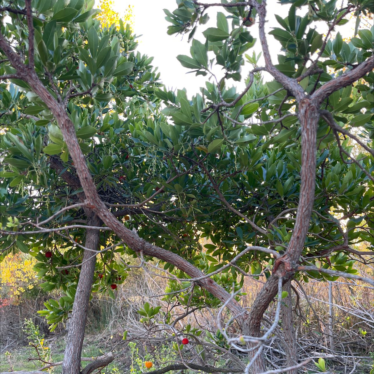 Photo of the plant species Red Mangrove by Jillian named Lychee on Greg, the plant care app