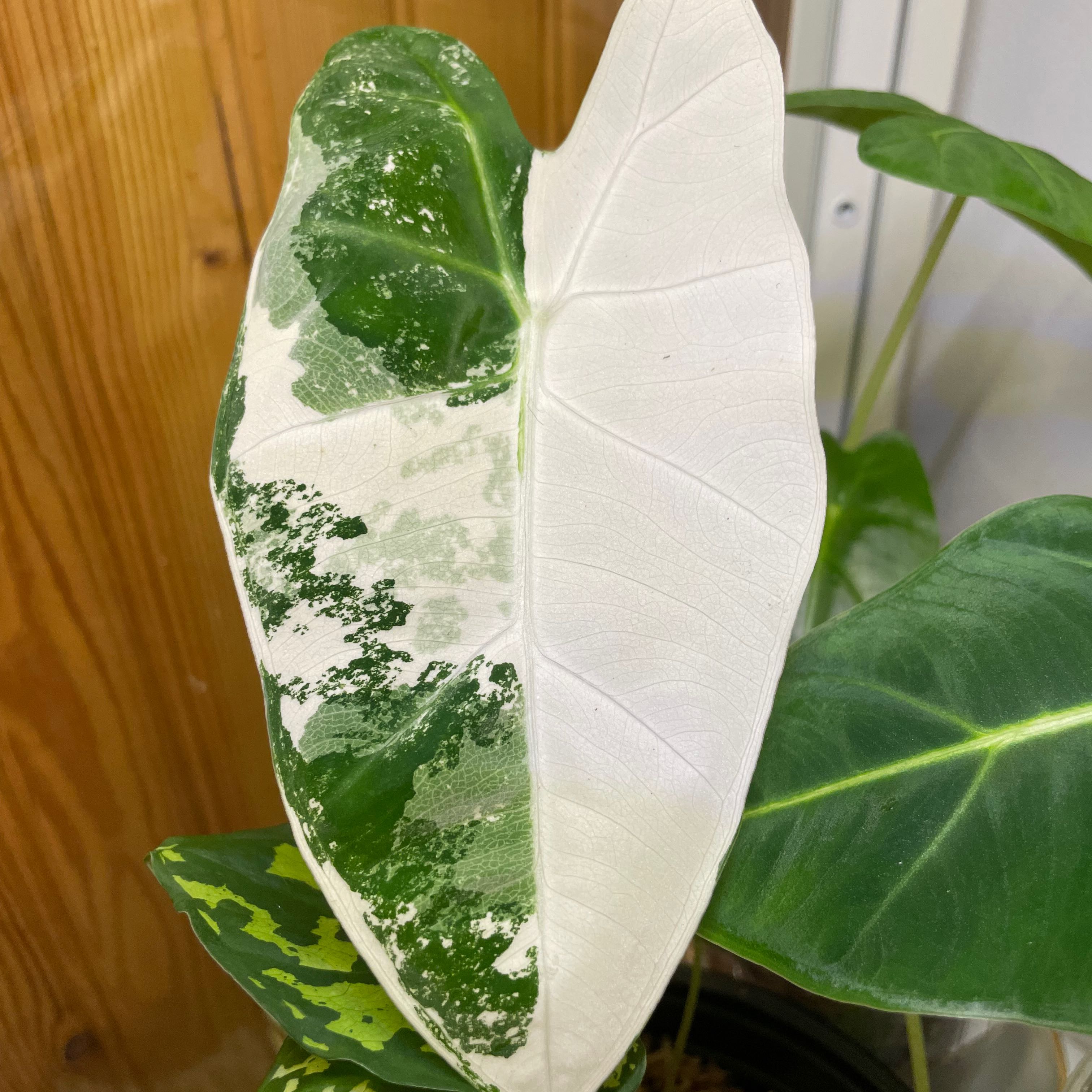 Variegated Alocasia frydek with prominent variegation on its leaves.