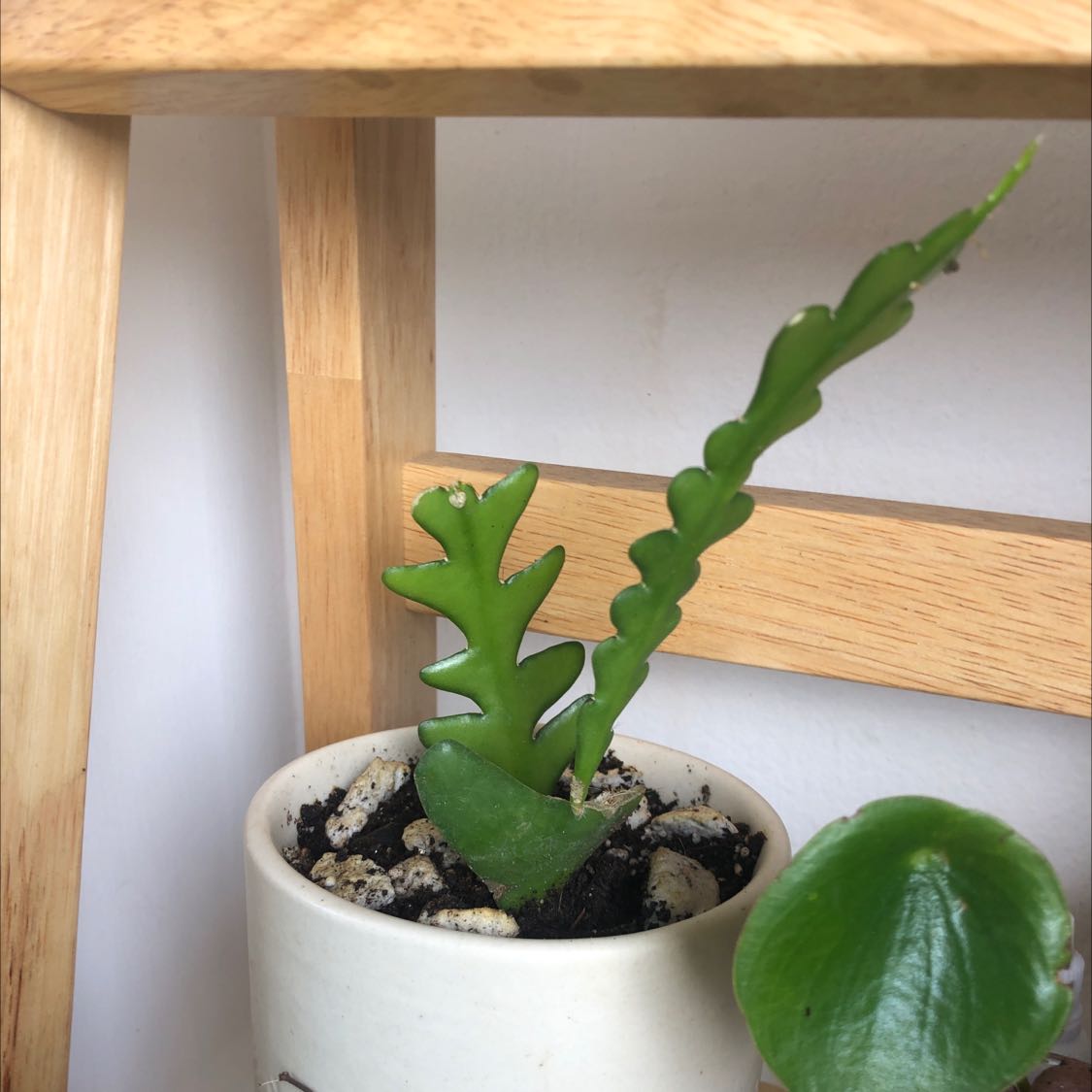 Photo of the plant species Fishbone Cactus by @PetiteRedsword named Your plant on Greg, the plant care app
