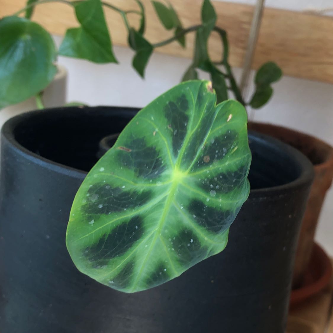 Alocasia Green Shield plant with a prominent leaf showing some discoloration and spots in a black pot.